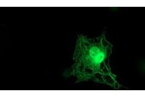 Anti-TMOD1 mouse monoclonal antibody (ABIN2454775) immunofluorescent staining of COS7 cells transiently transfected by pCMV6-ENTRY TMOD1 (RC201134). (Tropomodulin 1 anticorps)
