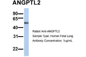 Host: Rabbit Target Name: SLC13A3 Sample Type: Human Fetal Lung Antibody Dilution: 1. (ANGPTL2 anticorps  (N-Term))