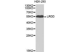 Western blot analysis of extracts of HEK-293 cell line, using PIDD1 antibody. (PIDD anticorps  (AA 1-85))