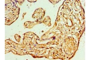 Immunohistochemistry of paraffin-embedded human placenta tissue using ABIN7144666 at dilution of 1:100