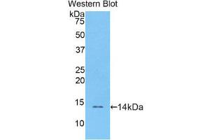 Western Blotting (WB) image for anti-Resistin (RETN) (AA 21-114) antibody (ABIN1078471)