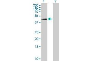 Lane 1: ILKAP transfected lysate ( 42. (ILKAP 293T Cell Transient Overexpression Lysate(Denatured))