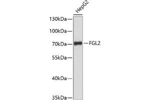 Western blot analysis of extracts of HepG2 cells, using FGL2 antibody (ABIN6130835, ABIN6140626, ABIN6140627 and ABIN6217862) at 1:3000 dilution. (FGL2 anticorps  (AA 24-140))