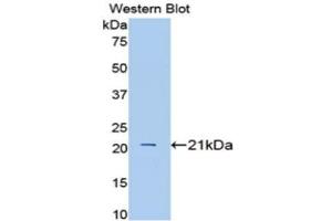 Western Blotting (WB) image for anti-Interleukin 1 alpha (IL1A) (AA 98-266) antibody (ABIN3209459) (IL1A anticorps  (AA 98-266))