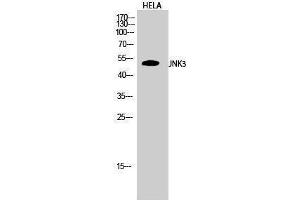 Western Blotting (WB) image for anti-Mitogen-Activated Protein Kinase 10 (MAPK10) (C-Term) antibody (ABIN3175742) (MAPK10 anticorps  (C-Term))