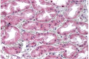 Human Kidney (formalin-fixed, paraffin-embedded) stained with GPC4 antibody ABIN351425 at 5-10 ug/ml followed by biotinylated goat anti-rabbit IgG secondary antibody ABIN481713, alkaline phosphatase-streptavidin and chromogen. (GPC4 anticorps  (Internal Region))