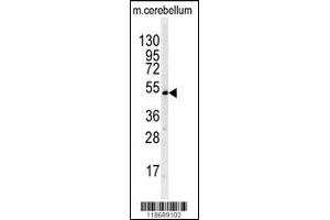 Western blot analysis of BTBD1 antibody in mouse cerebellum tissue lysates (35ug/lane) (BTBD1 anticorps  (AA 295-322))