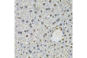 Immunohistochemistry of paraffin-embedded mouse liver using IFI16 Antibody. (IFI16 anticorps)