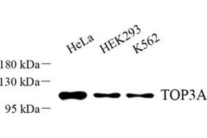 Western blot analysis of TOP3A (ABIN7075939) at dilution of 1: 500 (TOP3A anticorps)