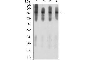 Western blot analysis using ATXN1 mouse mAb against C6 (1), COS7 (2), NIH/3T3 (3), and HL-60 (4) cell lysate.