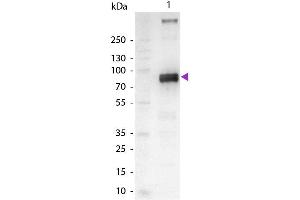 Western Blot of Alkaline Phosphatase Conjugated Goat Anti-Monkey IgM (mu chain) Secondary Antibody.