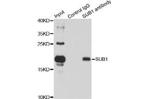 Immunoprecipitation analysis of 150 μg extracts of HL60 cells using 3 μg SUB1 antibody (ABIN5974252). (SUB1 anticorps)