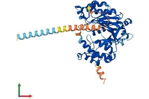 AlphaFold protein structure predicition of Mouse Recombinant Galntl5 Protein, UniprotID Q9D4M9