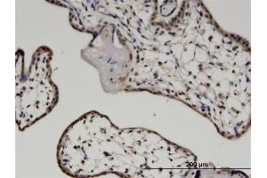 anti-C-Myc Binding Protein (MYCBP) (AA 1-103) antibody