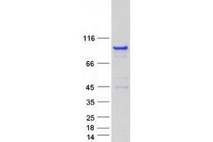 Validation with Western Blot
