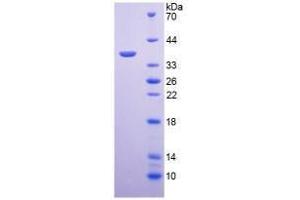 SDS-PAGE analysis of Mouse Arginase Protein. (ARG Protéine)