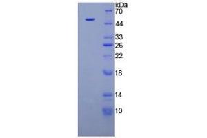 SDS-PAGE analysis of Dog Interferon alpha Protein. (IFNA Protéine)