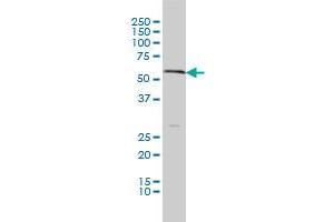 anti-Solute Carrier Family 18 (Vesicular Monoamine Transporter), Member 1 (SLC18A1) (AA 1-493) antibody