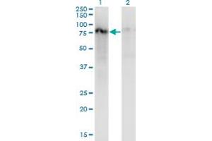 Western Blot analysis of ZNF41 expression in transfected 293T cell line by ZNF41 monoclonal antibody (M07), clone 2F3. (ZNF41 anticorps  (AA 221-321))