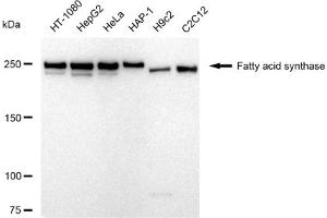 Western blotting analysis using Fatty acid synthase antibody (ABIN7798586).