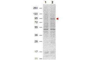 Western blot using Stat5a (phospho Y694) monoclonal antibody, clone 5F6. (STAT5A anticorps  (pTyr694))
