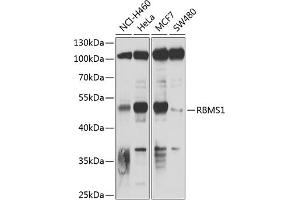 Western blot analysis of extracts of various cell lines, using RBMS1 antibody (ABIN6128636, ABIN6146791, ABIN6146792 and ABIN6220045) at 1:1000 dilution. (RBMS1 anticorps  (AA 1-260))