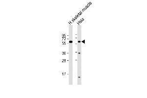 All lanes : Anti-SLC29A2 Antibody (N-Term) at 1:2000 dilution Lane 1: human skeletal muscle lysate Lane 2: Hela whole cell lysate Lysates/proteins at 20 μg per lane. (SLC29A2 anticorps  (AA 1-31))