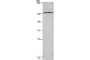 Western blot analysis of LoVo cell, using ITGAE Polyclonal Antibody at dilution of 1:550 (CD103 anticorps)