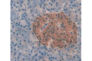 IHC-P analysis of pancreas tissue, with DAB staining. (Aquaporin 8 anticorps  (AA 129-228))