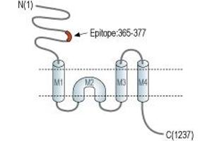 Representative domain view of the target of ABIN7885056.