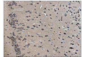 IHC analysis of VAMP4 using anti-VAMP4 antibody (ABIN7598962). (VAMP4 anticorps  (AA 1-118))