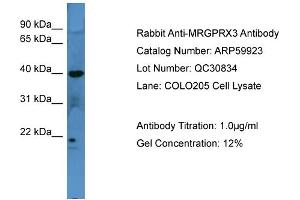 WB Suggested Anti-MRGPRX3  Antibody Titration: 0. (MRGPRX3 anticorps  (C-Term))