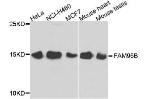 Western blot analysis of extracts of various cell lines, using FAM96B antibody. (FAM96B anticorps  (AA 1-163))
