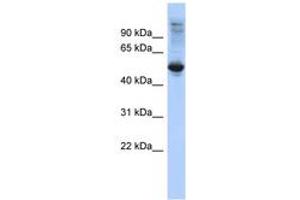 FBXL16 antibody  (C-Term)