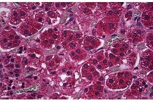 Human Adrenal Cortex: Formalin-Fixed, Paraffin-Embedded (FFPE) (PDE9A anticorps)
