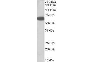 Staining of Human Liver lysate using Biotinidase antibody at 0. (BTD anticorps  (Internal Region))