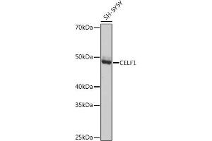 Western blot analysis of extracts of SH-SY5Y cells, using CELF1 Rabbit mAb (ABIN3021556, ABIN3021557, ABIN3021558, ABIN1512841 and ABIN1514019) at 1:1000 dilution.