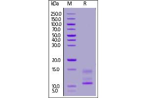 Cynomolgus Mucin-1, His Tag on  under reducing (R) condition.
