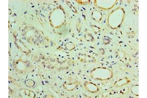Immunohistochemistry of paraffin-embedded human adrenal gland tissue using ABIN7159923 at dilution of 1:100 (CHCHD4 anticorps  (AA 1-142))