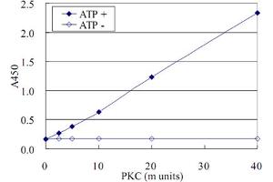 ELISA for measurement of recombinant PKC activity using CPI-17 (phospho T38) monoclonal antibody, clone AK-1F11 .