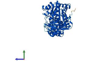 AlphaFold protein structure predicition of Mouse Recombinant Tymp Protein, UniprotID Q99N42