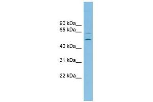 C2orf30 antibody used at 1 ug/ml to detect target protein.