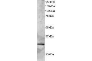 Image no. 1 for anti-SYF2 Homolog, RNA Splicing Factor (SYF2) (AA 189-201) antibody (ABIN292140) (SYF2 anticorps  (AA 189-201))
