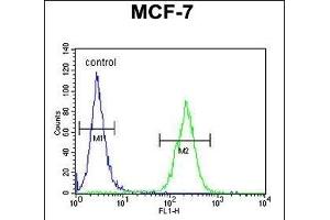 DNAJA1 Antibody (Center) (ABIN652030 and ABIN2840506) flow cytometric analysis of MCF-7 cells (right histogram) compared to a negative control cell (left histogram).