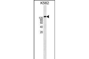 ABCB1 Antibody  (ABIN1538560 and ABIN2840587) western blot analysis in K562 cell line lysates (35 μg/lane).
