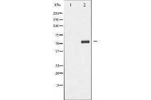 Western blot analysis of PDCD4 phosphorylation expression in HepG2 whole cell lysates,The lane on the left is treated with the antigen-specific peptide. (PDCD4 anticorps  (pSer67))