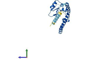 AlphaFold protein structure predicition of Human Recombinant RSL24D1 Protein, UniprotID Q9UHA3