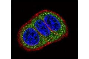 Confocal immunofluorescent analysis of HES1 antibody with HeLa cells followed by Alexa Fluor 488-conjugated goat anti-rabbit lgG (green).