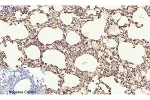 Immunohistochemical analysis of paraffin-embedded mouse lung tissue. (PDGFB anticorps  (AA 30-110))