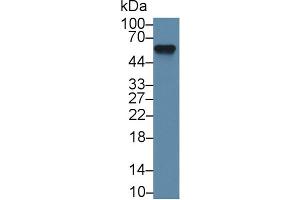 Western Blot; Sample: Mouse Lung lysate; Primary Ab: 1µg/ml Rabbit Anti-Mouse aHSG Antibody Second Ab: 0. (Fetuin A anticorps  (AA 19-250))